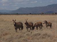 Safari - Kenya